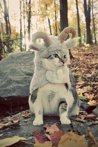 funny-pictures-cat-dressed-as--9244