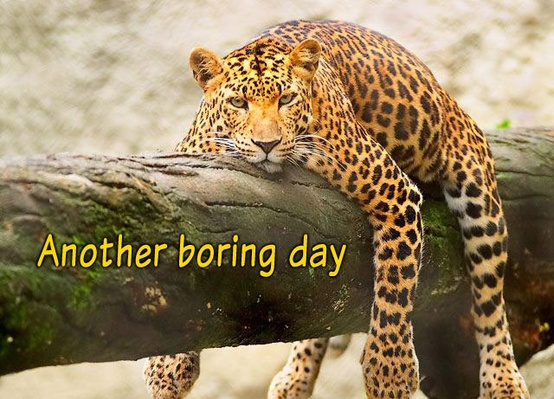 bored-leopard