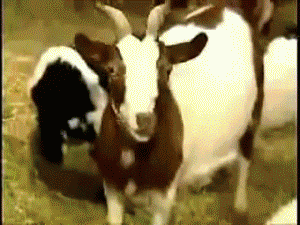 billy-goat-gif-1