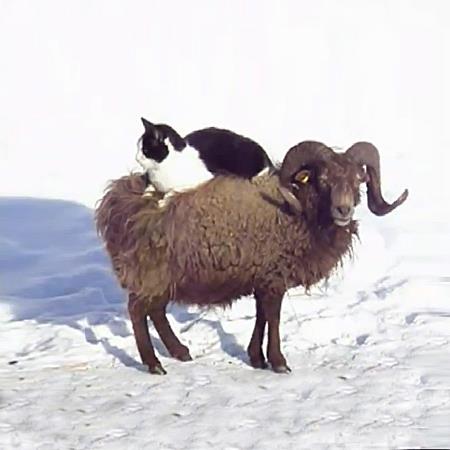 cat_goat_miriam